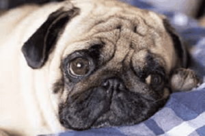 addisons disease in pets