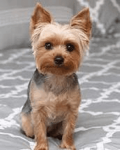 Acute Hemorrhagic Gastroenteritis in dogs
