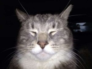 Conjunctivitis in Cats