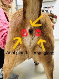 anal gland tumors on a dog