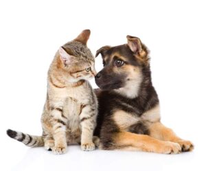dog and cat