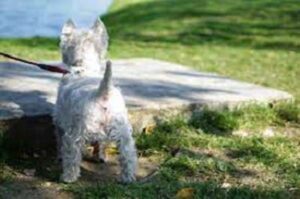 dog anal gland tumors