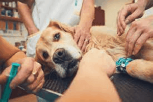 pet insurance fact vs fiction