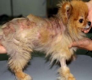 Alopecia X - Baldness in Dogs