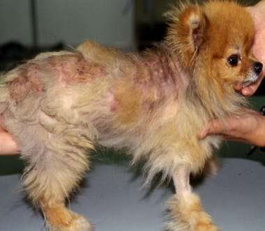 Alopecia X - Baldness in Dogs - Urban Animal Veterinary Hospital