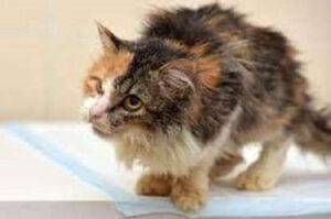 I-131 Radioactive Iodine Treatment for Hyperthyroid Cats
