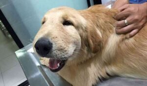 vaccine reactions in dogs and cats