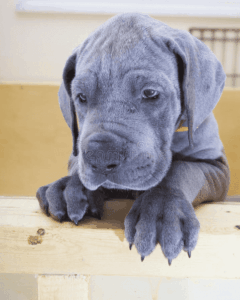 HOD in dogs