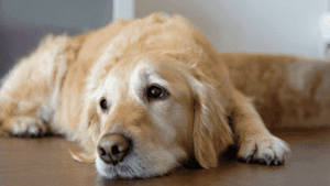 dog joint pain