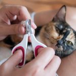 Getting Your Cat Used to Nail Trimmers