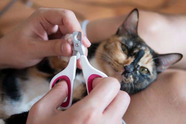 Getting Your Cat Used to Nail Trimmers