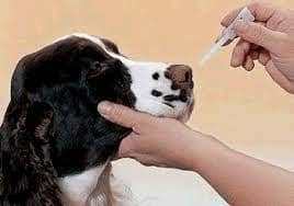dog receiving an intra-nasal Bordetella
vaccine with parainfluenza