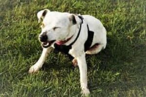 dog respiratory infections