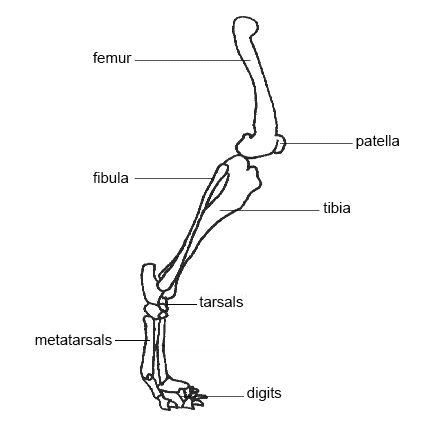 Basic knee and hind leg bone anatomy
