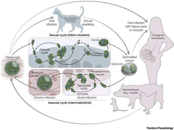 The cycle of infection for toxoplasmosis
