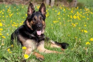anal gland cancer in dogs