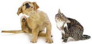 Dexamethasone Use In Companion Animals