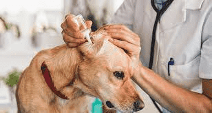 dog getting her ears cleaned