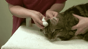 vet cleaning pet ears