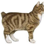 Feline Manx Syndrome short tailed breeding