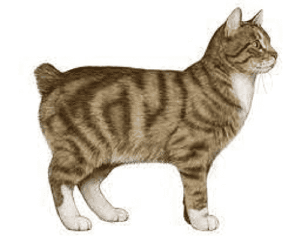 Feline Manx Syndrome short tailed breeding