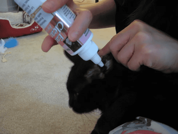 cat getting ears cleaned