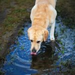 Leptospirosis Infection in Dogs