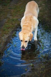 Leptospirosis Infection in Dogs