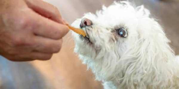 Treats during examination for dog