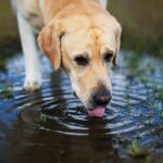 Leptospirosis Infection in Dogs