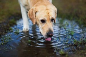 dog drinking water