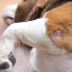 Wound Management for Pets