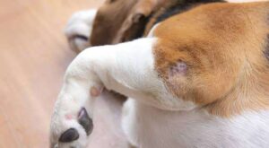 Wound Management for Pets