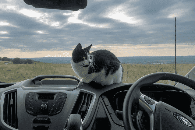 cat on dashboard