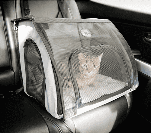 cat in car seat