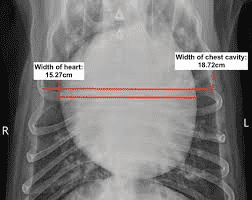 X-ray of dog with DCM