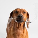 CBD - Should We Be Using It In Dogs?