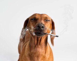 CBD - Should We Be Using It In Dogs?