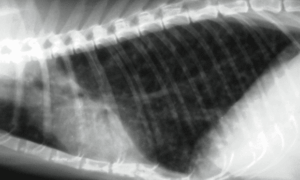 cat asthma