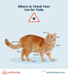 Anaplasmosis dogs and cats
