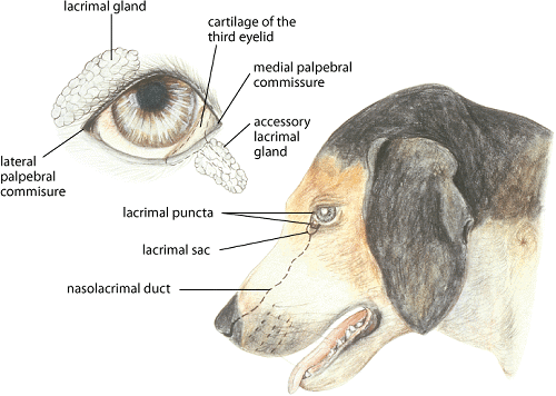 two lacrimal glands below and above the eye are responsible for producing tears