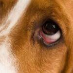 Allergic Conjunctivitis in Dogs and Cats