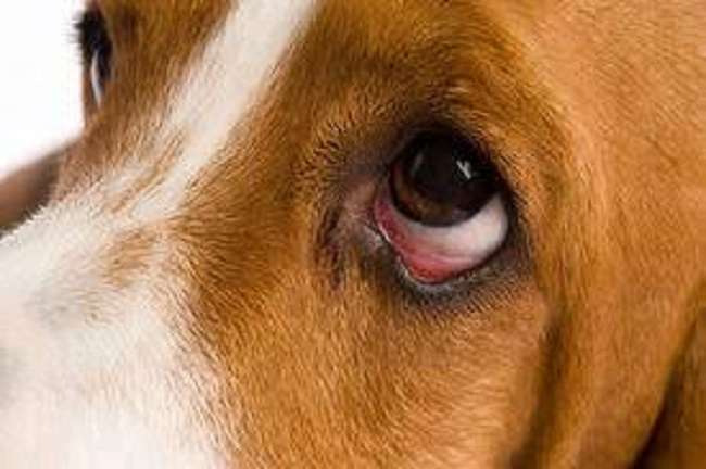 how to treat allergies in dogs eyes
