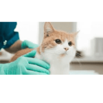 How to Deal with Cat Abscesses