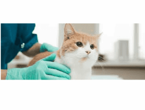 cat abscess