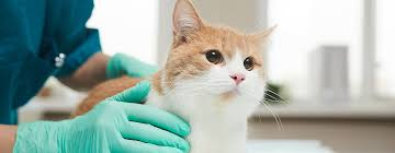 Feline leukemia (FeLV)