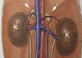 The small glands above the kidneys are
the adrenal glands