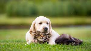 dog and cat with fleas