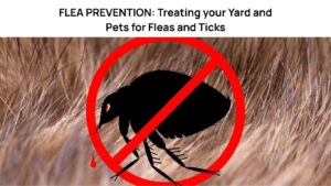 flea prevention