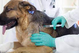 dog getting vaccination